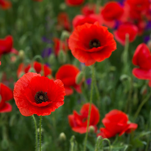 Oriental Poppy