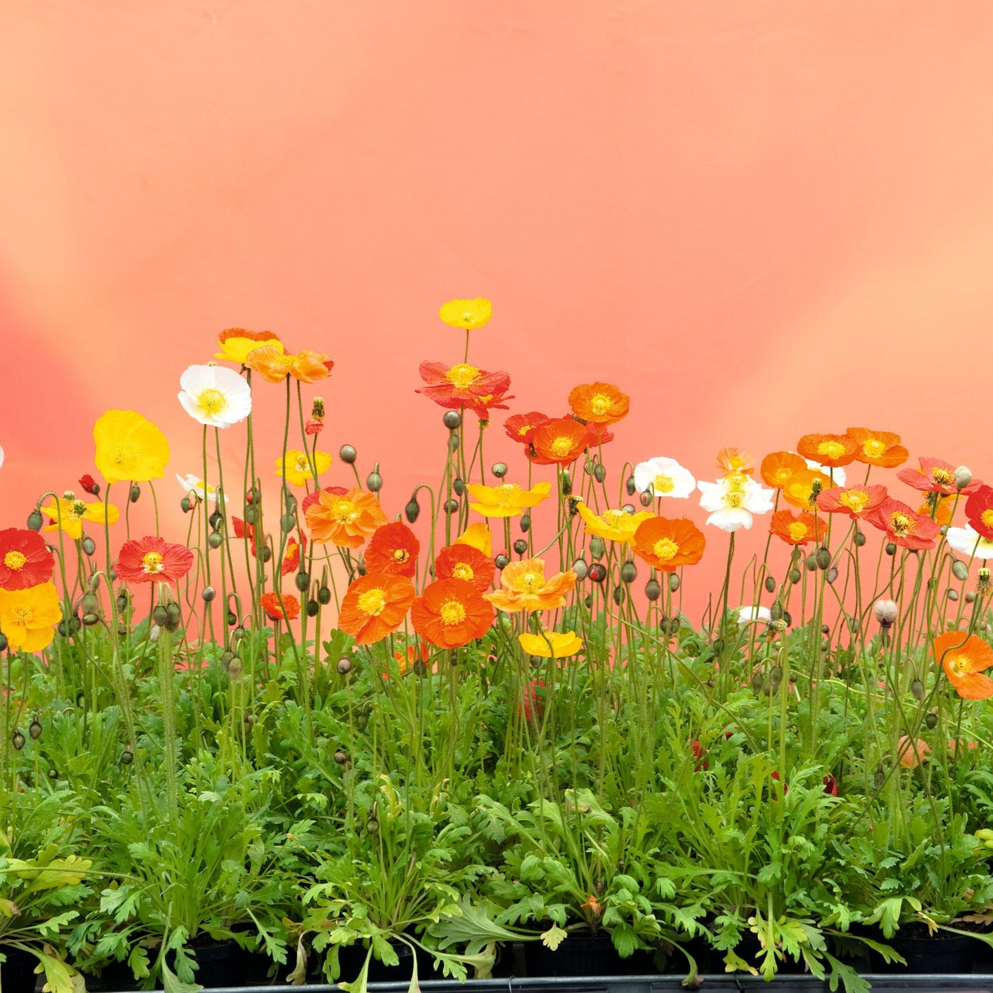 Iceland Poppy 'Garden Gnome'