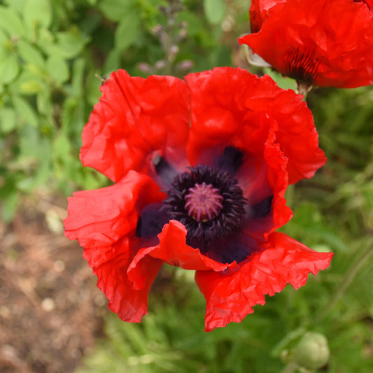 Oriental Poppy 'Beauty of Livermere'