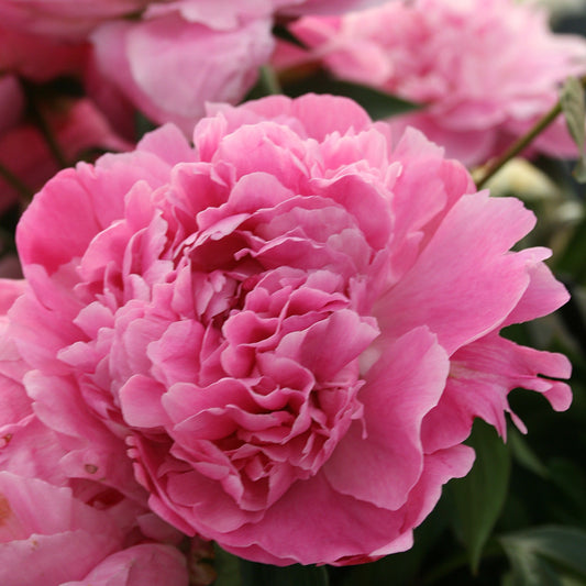 Peony 'Dr. Alex Fleming'