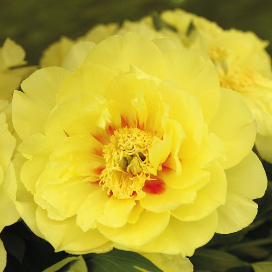 Itoh Peony 'Bartzella'