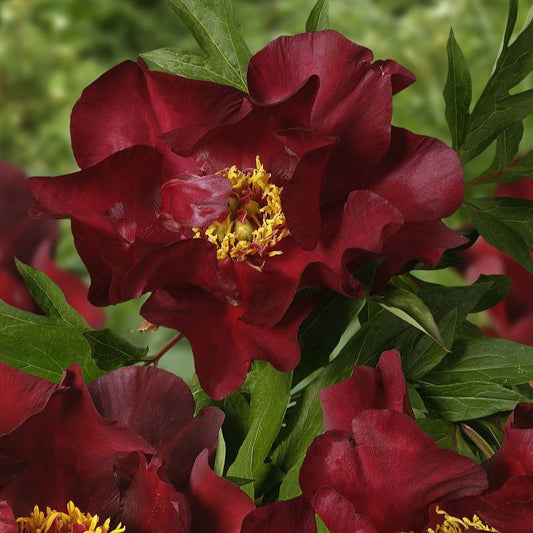 Itoh Peony 'Scarlet Heaven'