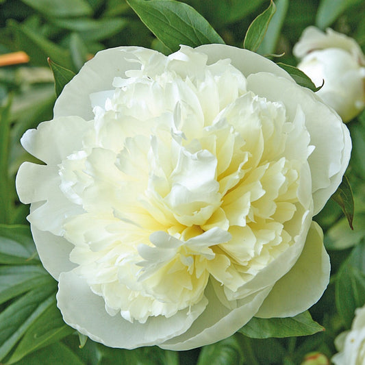 Peony 'Duchess De Nemours'