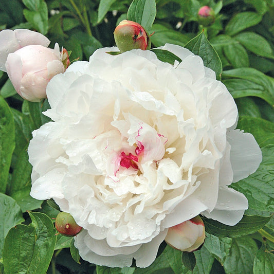 Peony 'Festiva Maxima'