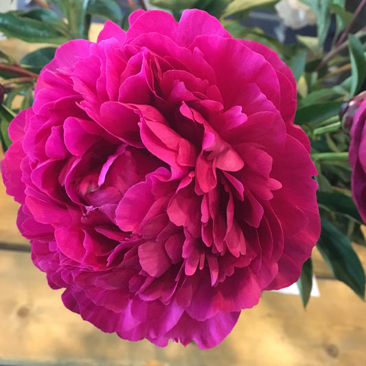 Peony 'Kansas'