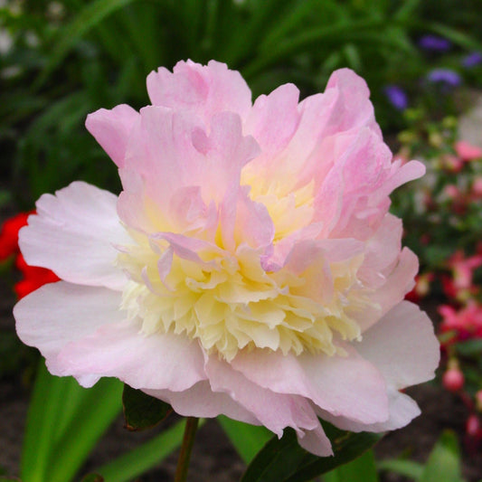 Peony 'Raspberry Sundae'