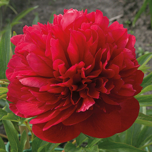 Peony 'Rubra Plena'
