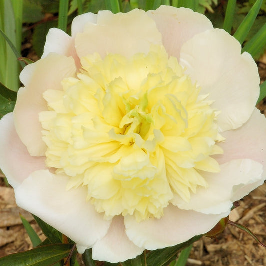 Peony 'Primevere'