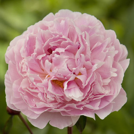 Peony 'Sarah Bernhardt'