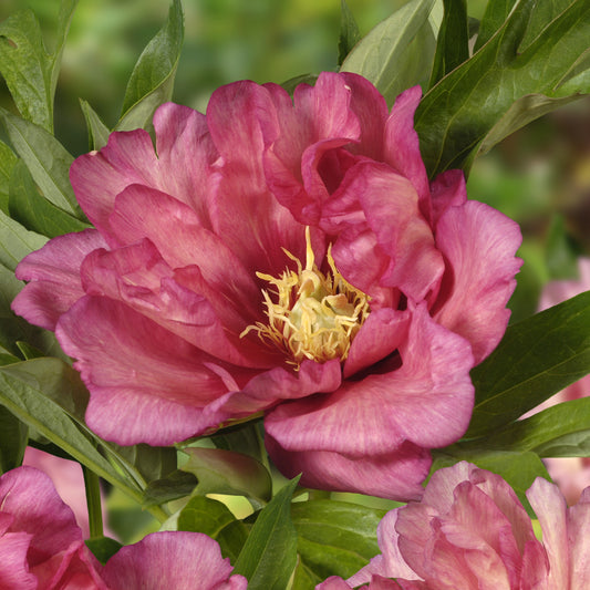 Itoh Peony 'Hillary'