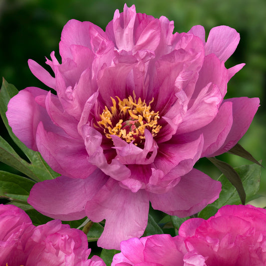 Itoh Peony 'First Arrival'