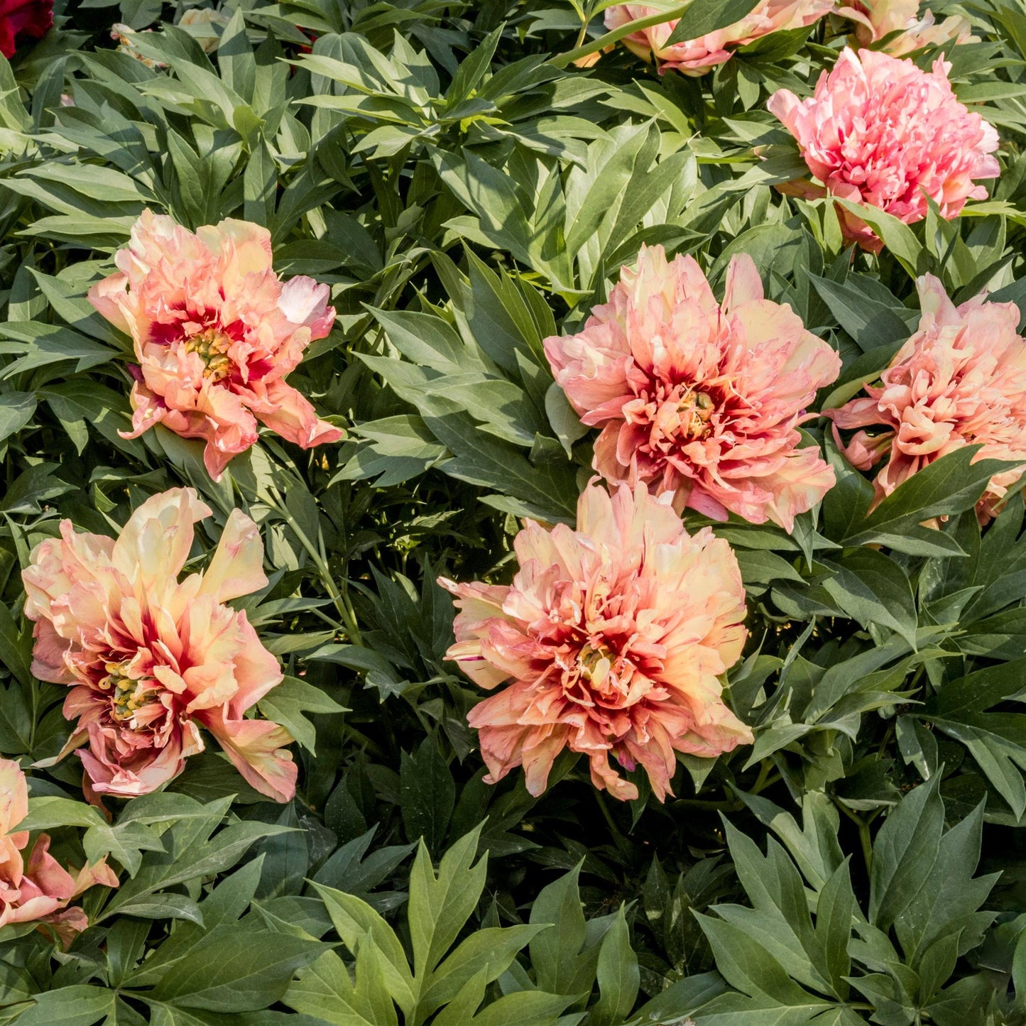 Itoh Peony 'Orange Victory'