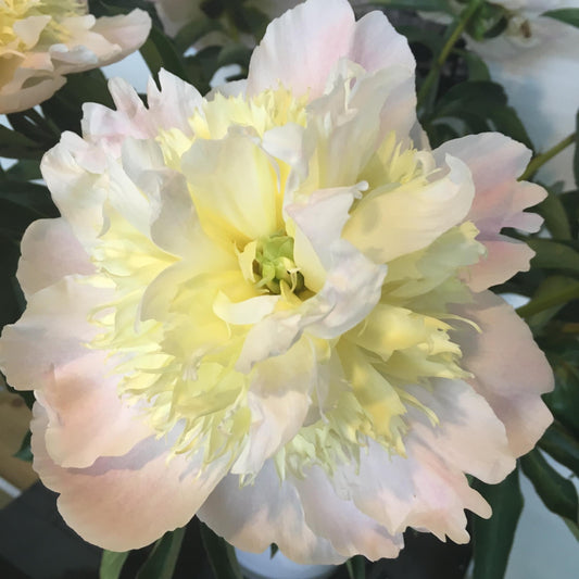 Peony 'Honey Gold'