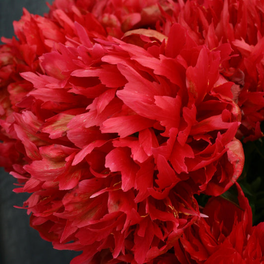 Peony 'Many Happy Returns'