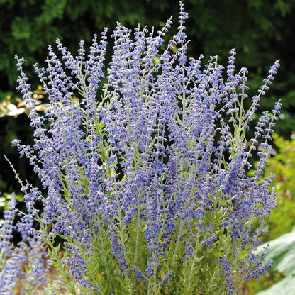 Russian Sage 'Little Spire'