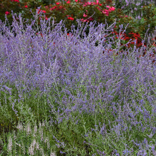 Russian Sage 'CrazyBlue'