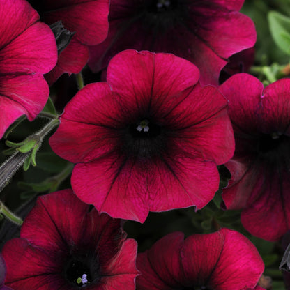 Petunia 'Easy Wave®'