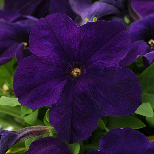 Petunia 'Pretty Grand™'