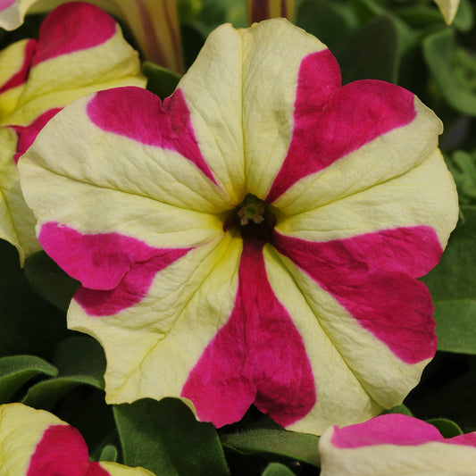 Petunia 'Sophistica® Collection '