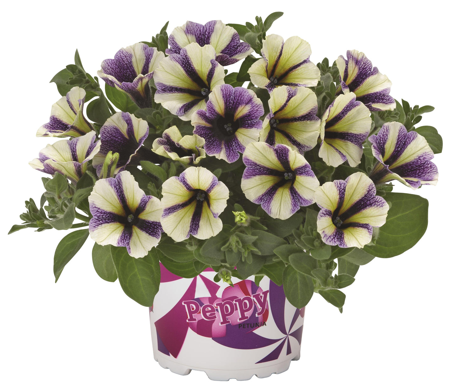 Petunia 'Potunia® Plus'