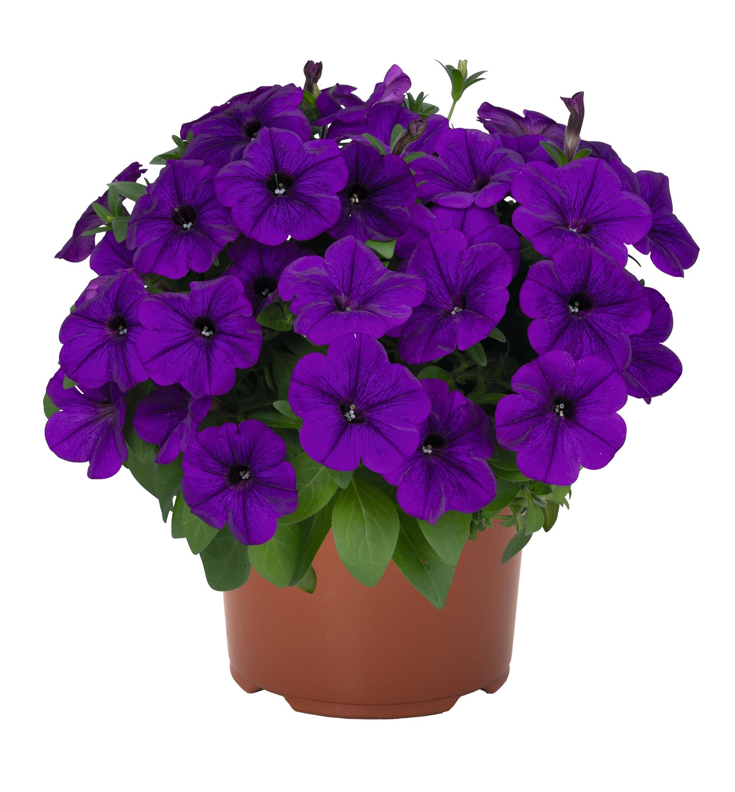 Petunia 'Potunia® Plus'