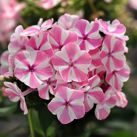Phlox 'Peppermint Twist' Dwarf Garden