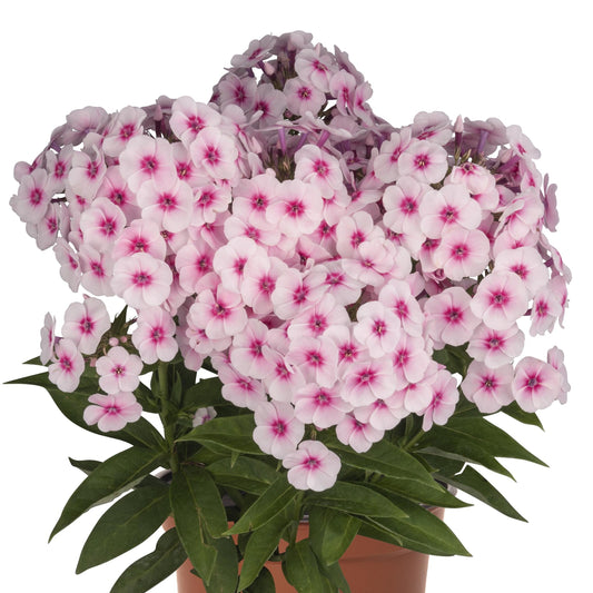 Phlox 'Flame Pro' Series