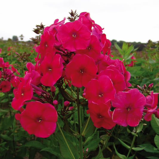Phlox 'Red Riding Hood'