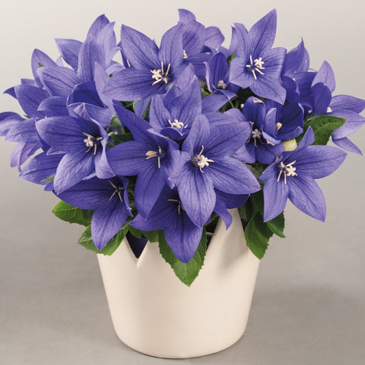 Balloon Flower 'PopStar'