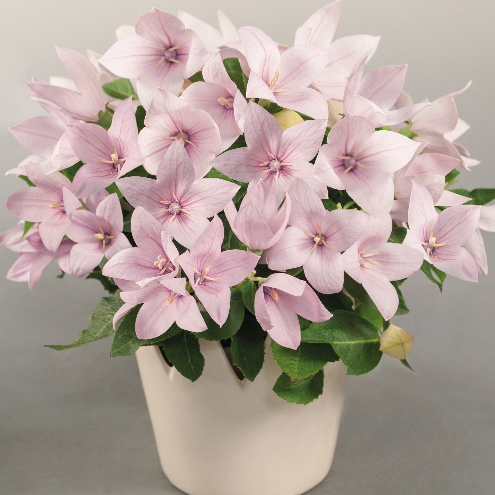 Balloon Flower 'PopStar'