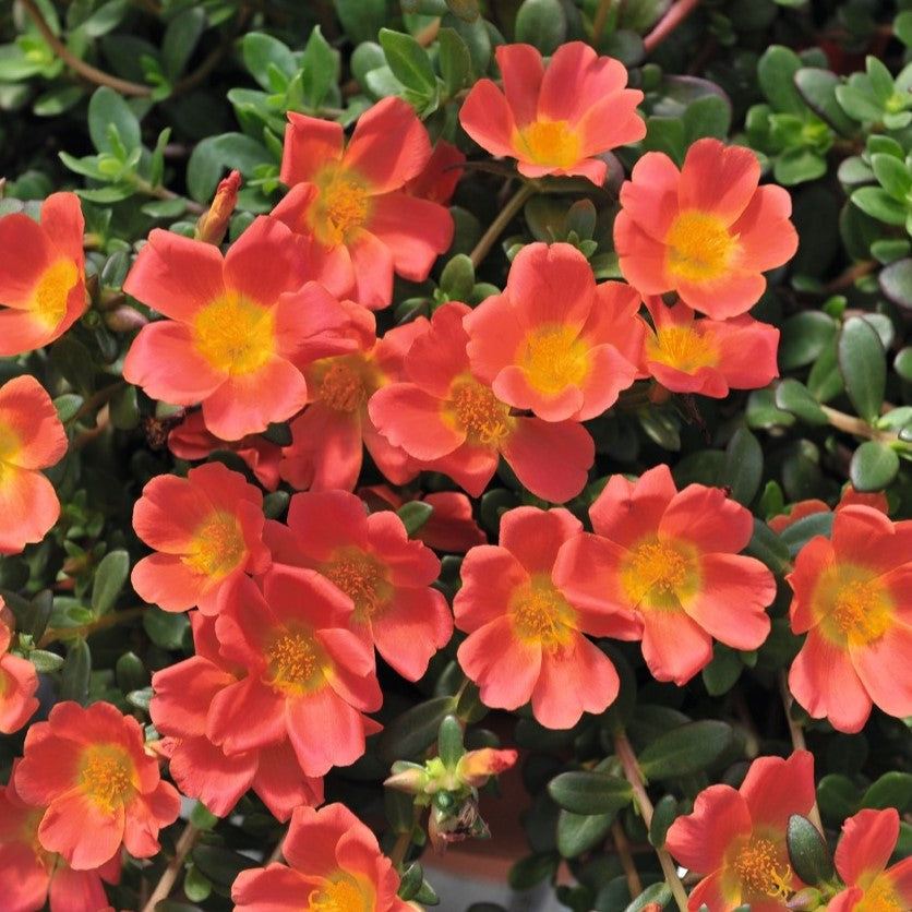 Portulaca