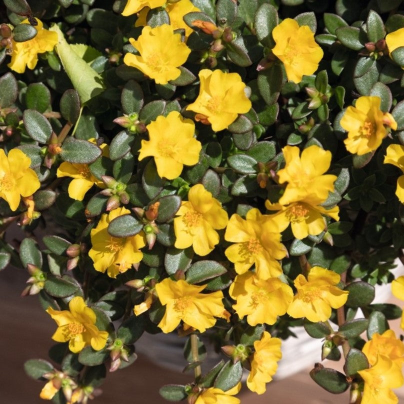 Portulaca