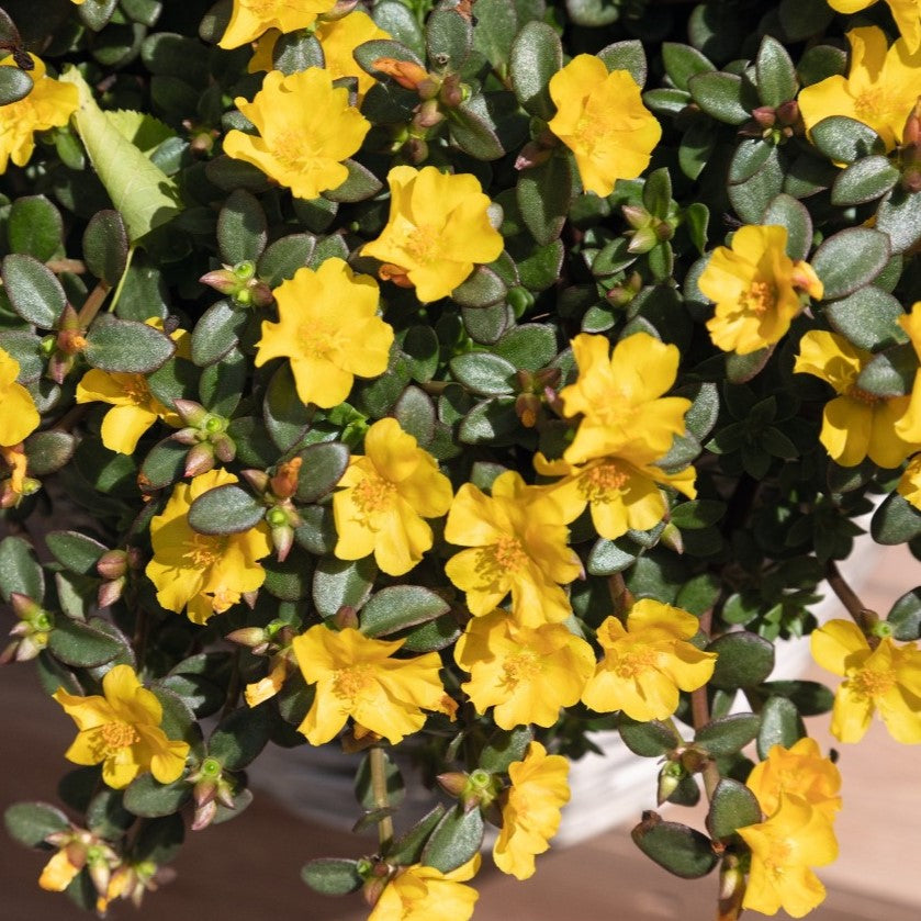 Portulaca 'Cupcake'