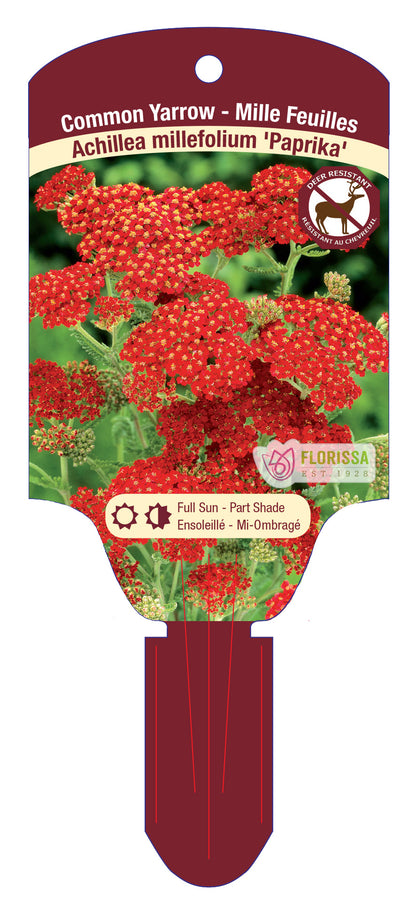 Yarrow
