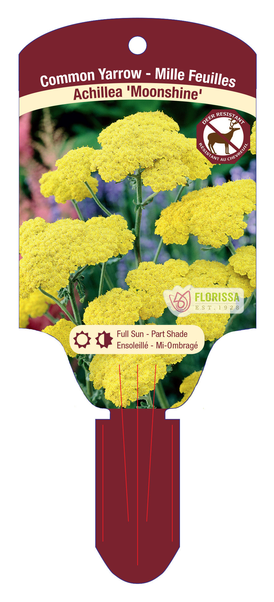 Yarrow