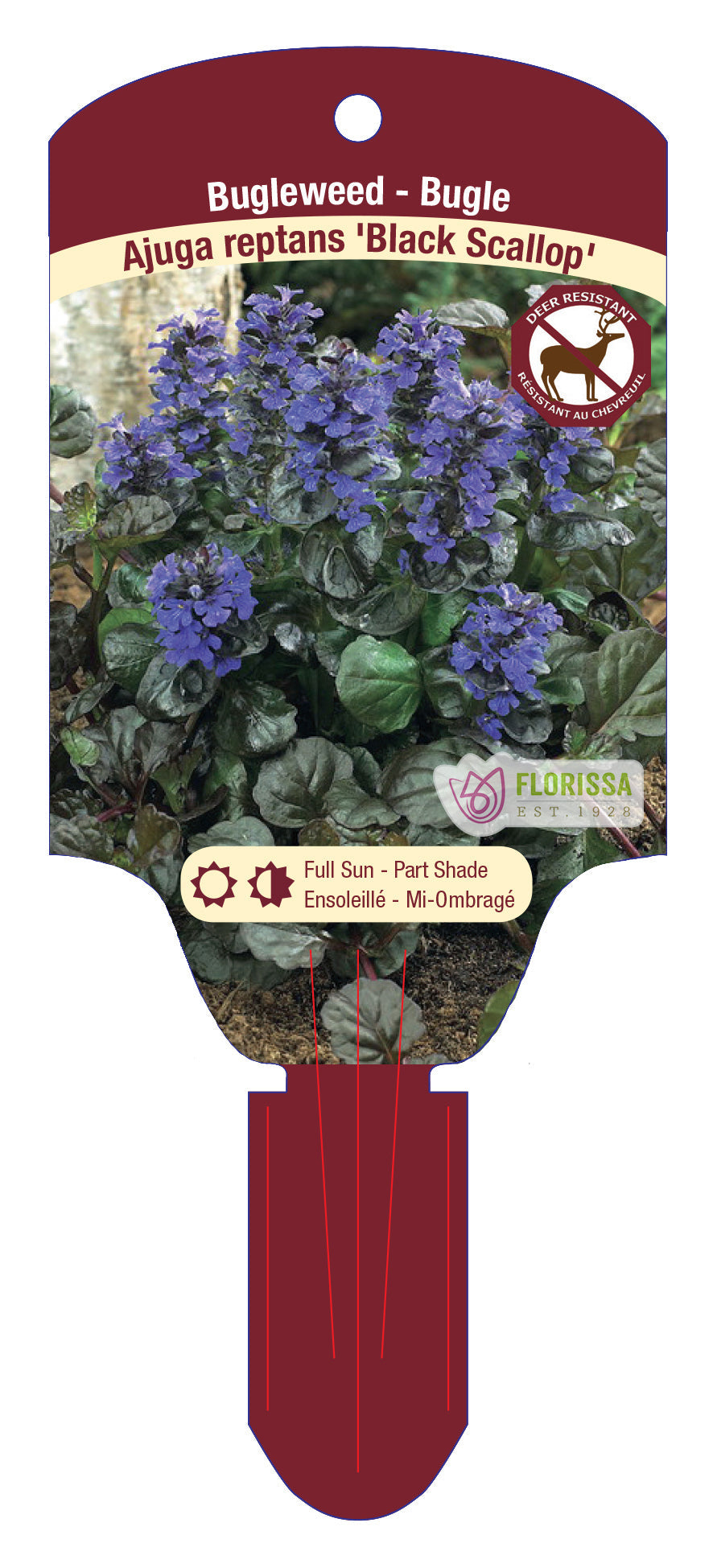 Bugleweed