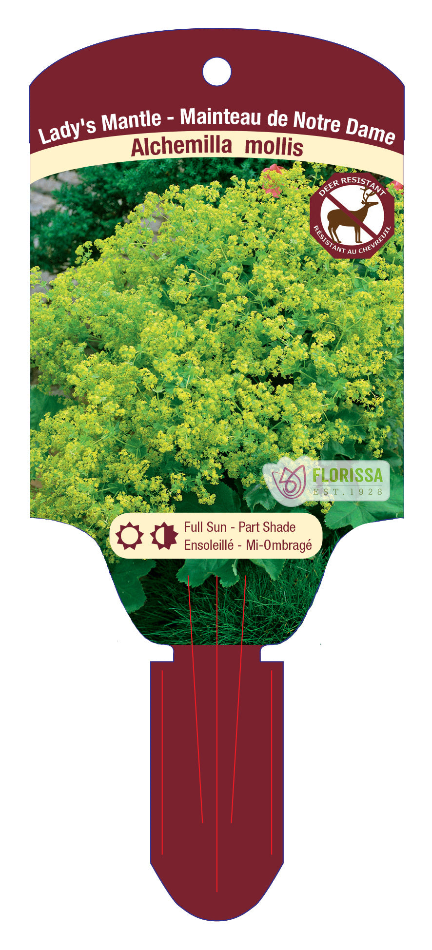 Lady's Mantle 'Thriller'