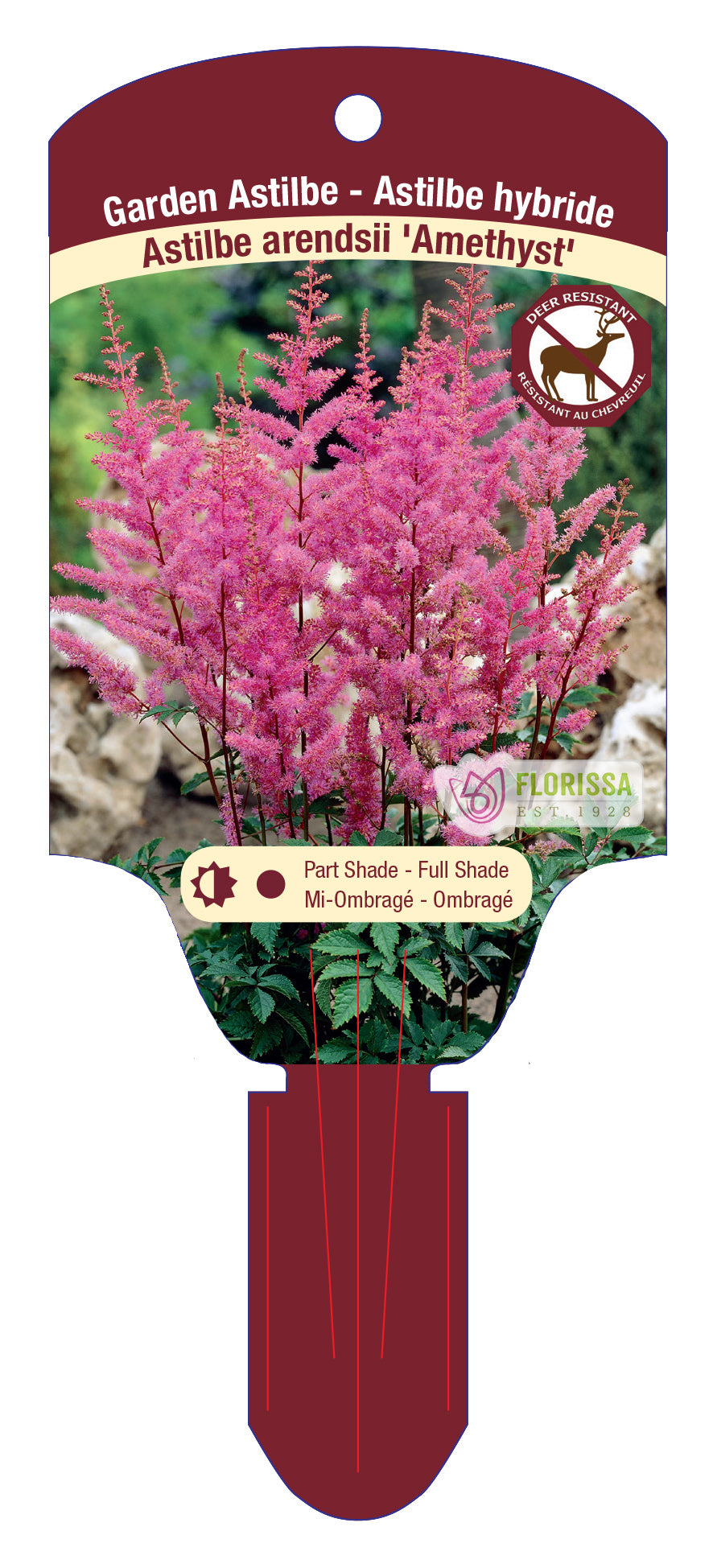 Garden Astilbe 'Amethyst'