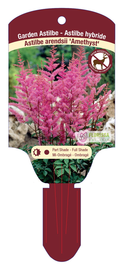 Garden Astilbe 'Amethyst'