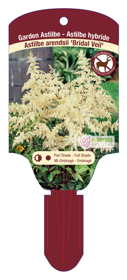 False Goat's Beard 'Bridal Veil'