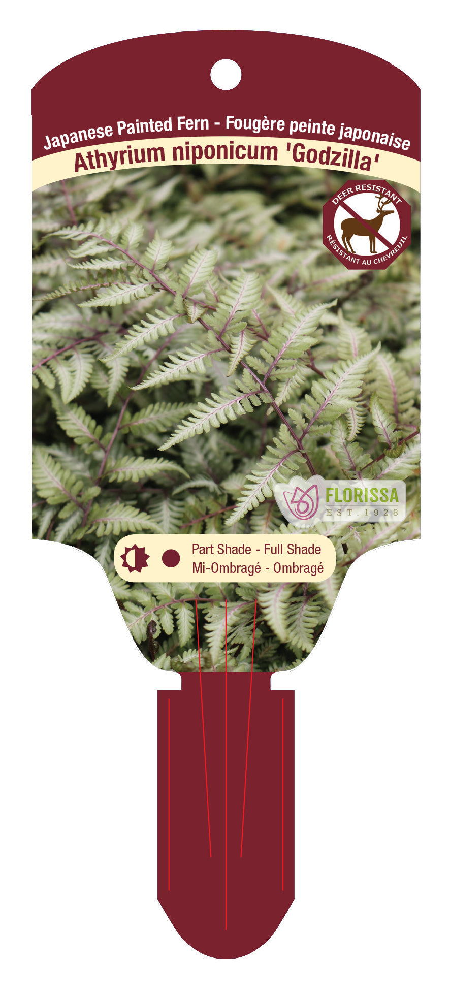 Japanese Painted Fern