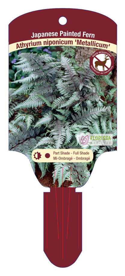 Japanese Painted Fern