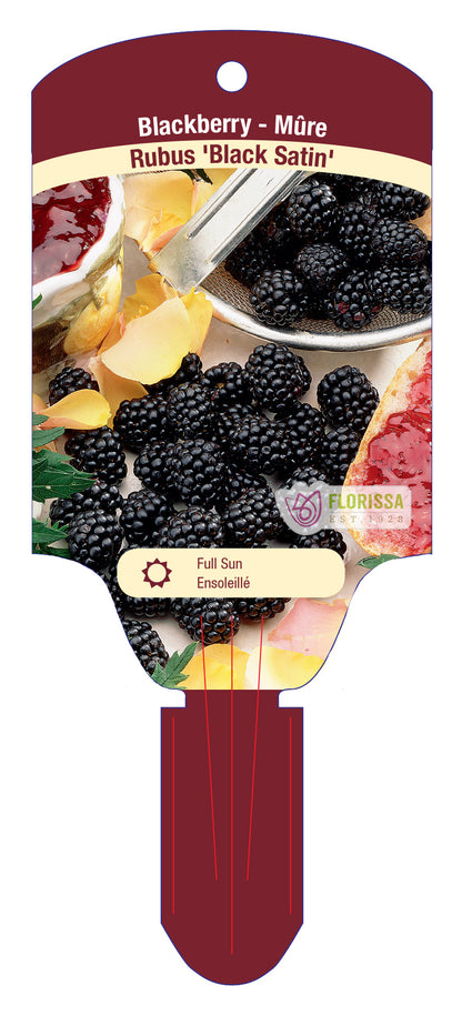 Blackberry 'Black Satin' Thornless