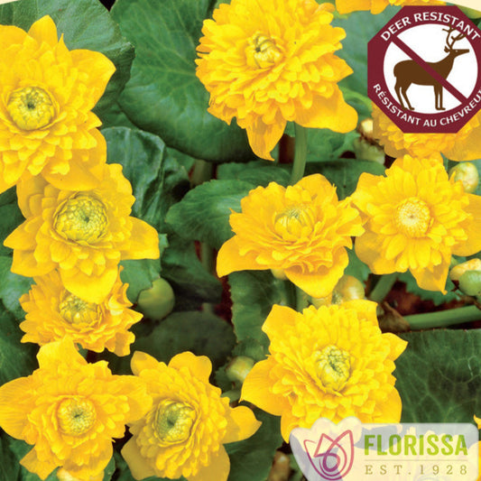 Double Marsh Marigold