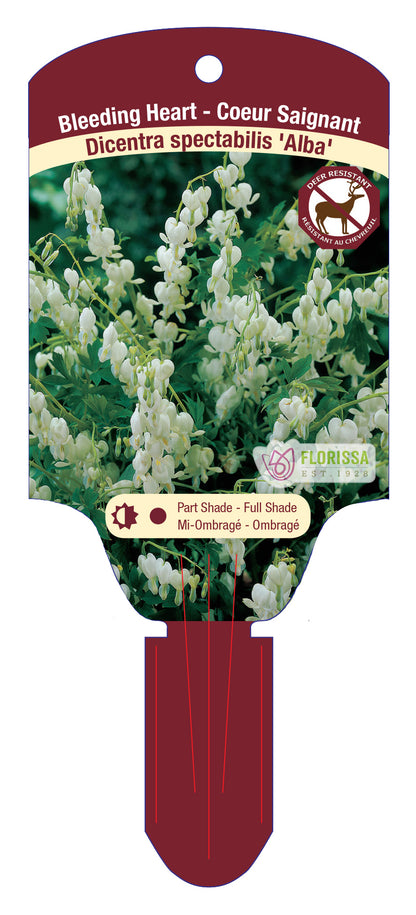 Asian Bleeding Heart