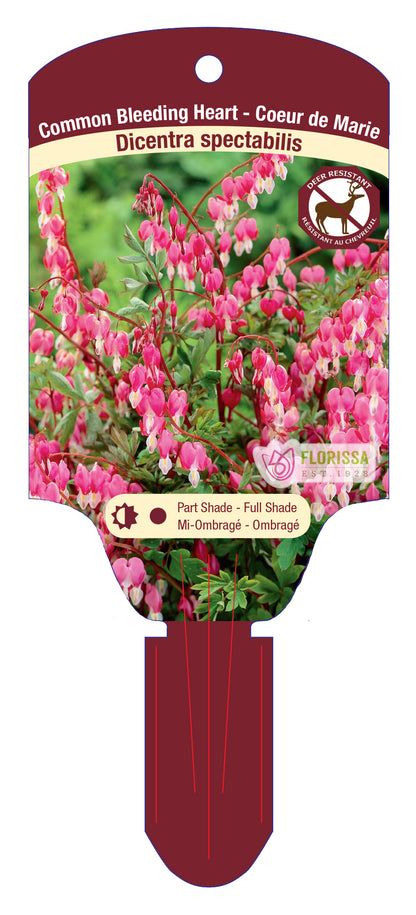 Asian Bleeding Heart