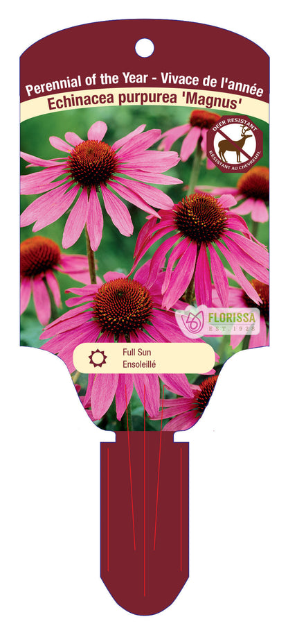 Coneflower