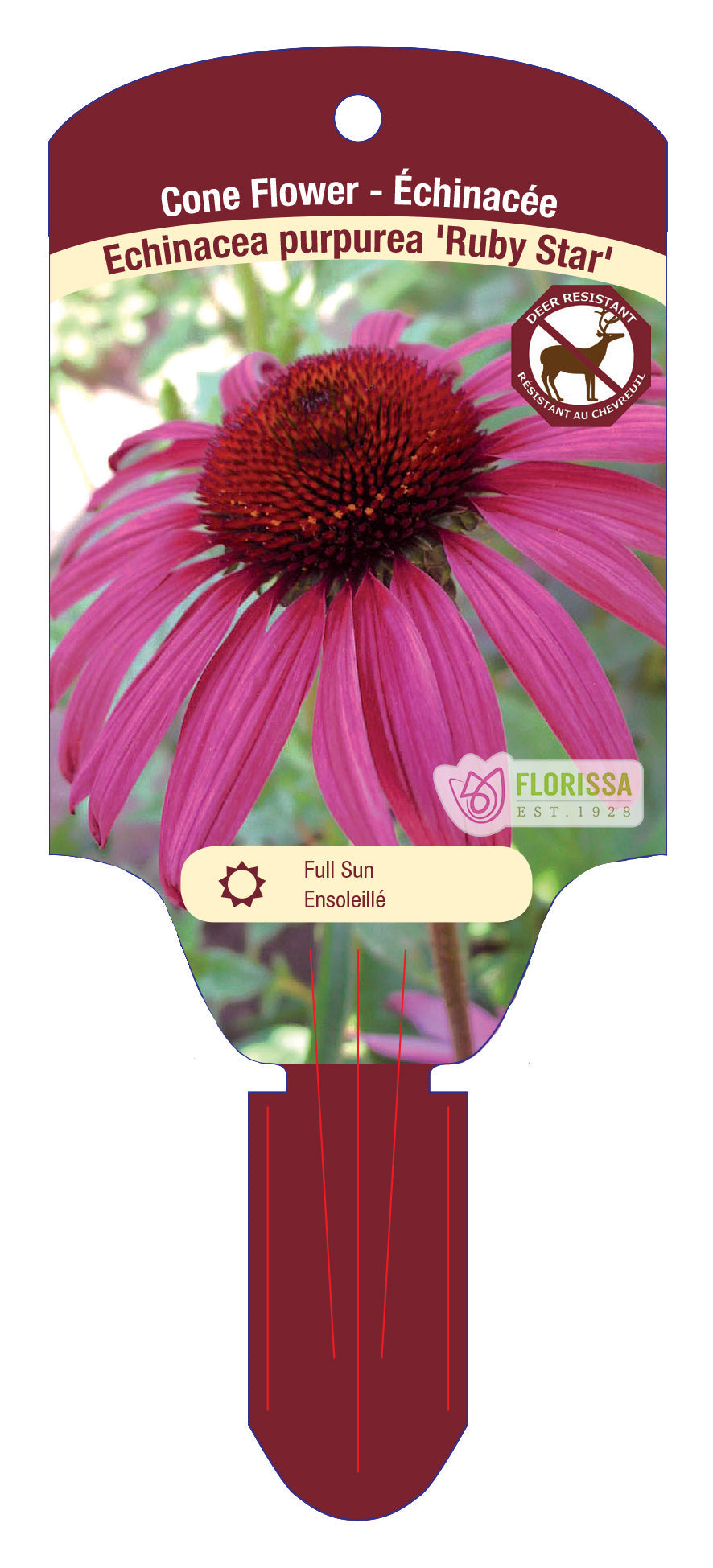 Coneflower