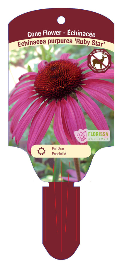 Coneflower