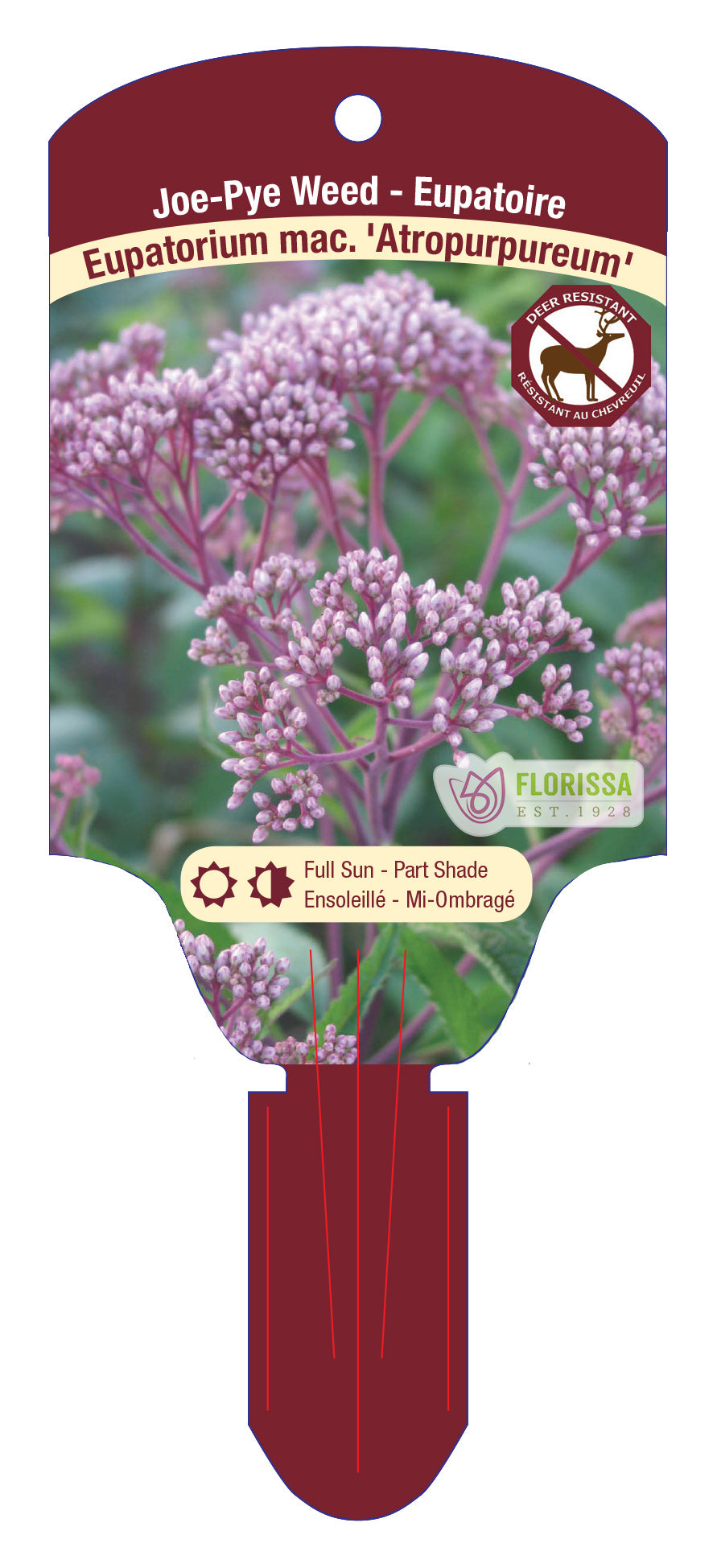 Joe-Pye Weed